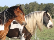 Drum Horse, Gypsy Cob, Gypsy Horse for sale, Drum filly, Tri colour Drum Mare High Street\'s Eva of High Street Gypsy Cobs