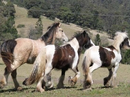 Gypsy Cob for sale,Gypsy cob, Gypsy Cob for sale,Gypsy cob, Gypsy Horse for sale, Gypsy Vanner for sale at High Street Gypsy Cobs. Gypsy Horse for sale, Gypsy Vanner for sale at High Street Gypsy Cobs. Gypsy Horse, Gypsy Cob at High Street Gypsy Cobs Australia.  ITS Fair Lady Imp NL runs with her pals