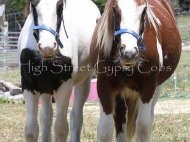 Gypsy Cob, Gypsy Horse, Irish Tinker Horse at High Street Gypsy Cobs . GP Mary Ellen