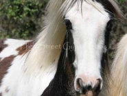 Gypsy Horse. Gypsy Cob for sale. High Street Gypsy Cobs. 