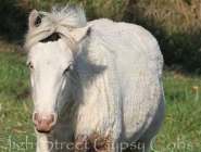 High Street\'s Ondine. Gypsy Cob filly, Gypsy Horse Filly, Gypsy Vanner Filly, Irish Tinker Horse filly