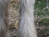 Gypsy Cob, Gypsy Horse, Gypsy Vanner for sale, pinto, foal at High Street Gypsy Cobs, Australia.