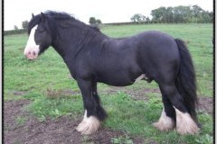 The Horseshoe Stallion Imp UK