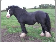 The Horseshoe Stallion. Gypsy Cob. Irish Tinker. Gypsy Horse. Gypsy Vanner at High street gypsy cobs