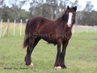 Gypsy Cob. Gypsy Horse, foal, black Gypsy Vanner, Horseshoe\'s Black Magic Filly at High Street Gypsy Cobs. Gypsy Cob, Gypsy horse, Irish Tinker, Gypsy vanner foal.
