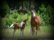 Drum Horse for Sale, Drum Filly, Gypsy Cob for sale Australia, Gypsy Horse, Bay tobiano, High Street\'s Lollapalooza, Gypsy Vanner at High Street Gypsy Cobs, Tinker Horse, Irish Tinker, Irish Cob for sale