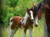 Drum Horse for Sale, Drum Filly, Gypsy Cob for sale Australia, Gypsy Horse, Bay tobiano, High Street\'s Lollapalooza, Gypsy Vanner at High Street Gypsy Cobs, Tinker Horse, Irish Tinker, Irish Cob for sale