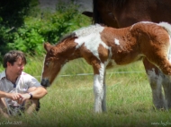 Drum Horse for Sale, Drum Filly, Gypsy Cob for sale Australia, Gypsy Horse, Bay tobiano, High Street\'s Lollapalooza, Gypsy Vanner at High Street Gypsy Cobs, Tinker Horse, Irish Tinker, Irish Cob for sale