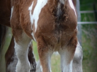 Drum Horse for Sale, Drum Filly, Gypsy Cob for sale Australia, Gypsy Horse, Bay tobiano, High Street\'s Lollapalooza, Gypsy Vanner at High Street Gypsy Cobs, Tinker Horse, Irish Tinker, Irish Cob for sale