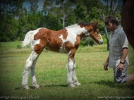 Drum Horse for Sale, Drum Filly, Gypsy Cob for sale Australia, Gypsy Horse, Bay tobiano, High Street\'s Lollapalooza, Gypsy Vanner at High Street Gypsy Cobs, Tinker Horse, Irish Tinker, Irish Cob for sale