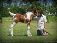 Drum Horse for Sale, Drum Filly, Gypsy Cob for sale Australia, Gypsy Horse, Bay tobiano, High Street\'s Lollapalooza, Gypsy Vanner at High Street Gypsy Cobs, Tinker Horse, Irish Tinker, Irish Cob for sale