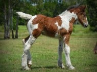 Drum Horse for Sale, Drum Filly, Gypsy Cob for sale Australia, Gypsy Horse, Bay tobiano, High Street\'s Lollapalooza, Gypsy Vanner at High Street Gypsy Cobs, Tinker Horse, Irish Tinker, Irish Cob for sale