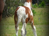 Drum Horse for Sale, Drum Filly, Gypsy Cob for sale Australia, Gypsy Horse, Bay tobiano, High Street\'s Lollapalooza, Gypsy Vanner at High Street Gypsy Cobs, Tinker Horse, Irish Tinker, Irish Cob for sale