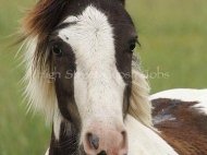 Gypsy Cob For sale, Gypsy Vanner for sale, Gypsy Stallion for sale, pinto at High Street Gypsy Cobs