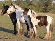 Gypsy Cob For sale, Gypsy Vanner for sale, Gypsy Stallion for sale, pinto at High Street Gypsy Cobs