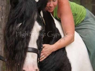Gypsy Cob for sale, Gypsy cob, Gypsy Horse for sale, Gypsy Vanner for sale at High Street Gypsy Cobs. Gypsy cob. Gypsy Horse. Gypsy Horse Stallion. Gypsy Cob Stallion at stud Australia. The Painted Warrior standing at High Street Gypsy Cobs