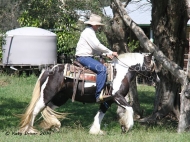 Gypsy Cob for sale, Gypsy Horse for sale, Gypsy Vanner for sale at High Street Gypsy Cobs. Primrose of High Street Gypsy Cobs Imp UK, Gypsy Cob mare Australia for sale at High Street Gypsy Cobs Gypsy Vanner, Irish Tinker. Gypsy Horse