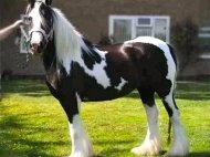 Gypsy Cob for sale, Gypsy Horse for sale, Gypsy Vanner for sale at High Street Gypsy Cobs. Primrose of High Street Gypsy Cobs Imp UK, Gypsy Cob mare Australia for sale at High Street Gypsy Cobs Gypsy Vanner, Irish Tinker. Gypsy Horse