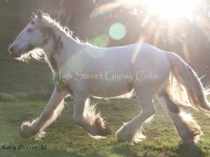 Gypsy Cob for sale, Gypsy cob, Gypsy Horse for sale, Gypsy Vanner for sale at High Street Gypsy Cobs. Gypsy Cob. High Streets High Streets Royal Occasion Gypsy Cob Gypsy Horse for sale at High Street Gypsy Cobs Occasion