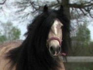 Gypsy Cob for sale,Gypsy cob, Gypsy Horse for sale, Gypsy Vanner for sale at High Street Gypsy Cobs. ITS Falcon, Smokeys incredible sire now at West Hill Ranches USA