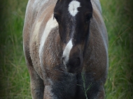 Gypsy cob for sale, Gypsy horse for sale Australia, Gypsy Vanner, Tinker horse, Irish Tinker, Blue roan tobiano, Heavy horse for sale, at High Street Gypsy Cobs, Pinto Horse, foal, filly.