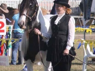 Gypsy Cob mare, Pinto Gypsy Horse, Gypsy Vanner, for sale, dressage, performance horse, Gold Coast Show, Show Jump, Stallion at Stud, Sweetcheeks of High Street Gypsy Cobs.