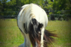 Sweetcheeks of High Street Gypsy Cobs Imp UK