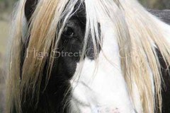 The Sykes Filly of High Street  Imp UK