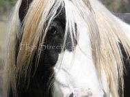 Gypsy Cob for sale, Gypsy cob, Gypsy Horse for sale, Gypsy Vanner for sale at High Street Gypsy Cobs The Sykes Filly purebred Gypsy Cob for sale Gypsy Cob  mare at High Street Gypsy Cobs . Gypsy horse Gypsy Vanner, Irish Tinker.
