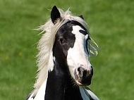 Gypsy Cob for sale, Gypsy cob, Gypsy Horse for sale, Gypsy Vanner for sale at High Street Gypsy Cobs The Sykes Filly purebred Gypsy Cob for sale Gypsy Cob  mare at High Street Gypsy Cobs . Gypsy horse Gypsy Vanner, Irish Tinker.
