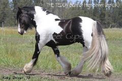 The Teddy Boy Imp UK