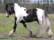 Gypsy Cob for sale, Gypsy cob, Gypsy Horse for sale, Gypsy Vanner for sale at High Street Gypsy Cobs. Gypsy Cob. Gypsy Horse stallion. Gypsy Cob Stallion. High Street Gypsy Cobs. GP Teddy Boy in the ring