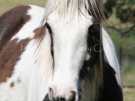 Gypsy Cob, Gypsy Horse filly bred by High Street Gypsy Cobs.  The Dreamcatcher