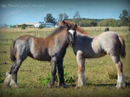 gypsy cob for sale australia, Gypsy horse, Gypsy vanner, Tinker Horse, irish Tiinker, Irish Cob, Heavy Horse, Vanner Horse, Blue Roan, Tobiano, Pinto at High Street Gypsy Cobs, Australia.