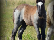 gypsy cob for sale australia, Gypsy horse, Gypsy vanner, Tinker Horse, irish Tiinker, Irish Cob, Heavy Horse, Vanner Horse, Blue Roan, Tobiano, Pinto at High Street Gypsy Cobs, Australia.