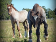 gypsy cob for sale australia, Gypsy horse, Gypsy vanner, Tinker Horse, irish Tiinker, Irish Cob, Heavy Horse, Vanner Horse, Blue Roan, Tobiano, Pinto at High Street Gypsy Cobs, Australia.
