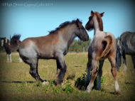 gypsy cob for sale australia, Gypsy horse, Gypsy vanner, Tinker Horse, irish Tiinker, Irish Cob, Heavy Horse, Vanner Horse, Blue Roan, Tobiano, Pinto at High Street Gypsy Cobs, Australia.