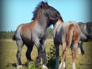 gypsy cob for sale australia, Gypsy horse, Gypsy vanner, Tinker Horse, irish Tiinker, Irish Cob, Heavy Horse, Vanner Horse, Blue Roan, Tobiano, Pinto at High Street Gypsy Cobs, Australia.