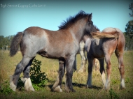 gypsy cob for sale australia, Gypsy horse, Gypsy vanner, Tinker Horse, irish Tiinker, Irish Cob, Heavy Horse, Vanner Horse, Blue Roan, Tobiano, Pinto at High Street Gypsy Cobs, Australia.