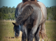 gypsy cob for sale australia, Gypsy horse, Gypsy vanner, Tinker Horse, irish Tiinker, Irish Cob, Heavy Horse, Vanner Horse, Blue Roan, Tobiano, Pinto at High Street Gypsy Cobs, Australia.