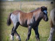 gypsy cob for sale australia, Gypsy horse, Gypsy vanner, Tinker Horse, irish Tiinker, Irish Cob, Heavy Horse, Vanner Horse, Blue Roan, Tobiano, Pinto at High Street Gypsy Cobs, Australia.