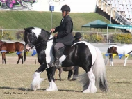 Gypsy Cob stallion, Pinto Gypsy Horse, Gypsy Vanner, dressage, performance horse, Gold Coast Show, Show Jump, Stallion at Stud, The Painted Warrior of High Street Gypsy Cobs.
