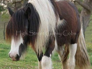 Purebred Gypsy Cob, Gypsy Horse, Irish Tinker Horse at High Street Gypsy Cobs . Little Alice