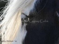 Pure bred Gypsy Cob Stallion for sale Australia. Gypsy Horse, Gypsy Vanner, Irish Tinker horse.