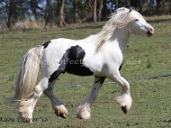 Pure bred Gypsy Cob Stallion for sale Australia. Gypsy Horse, Gypsy Vanner, Irish Tinker horse.