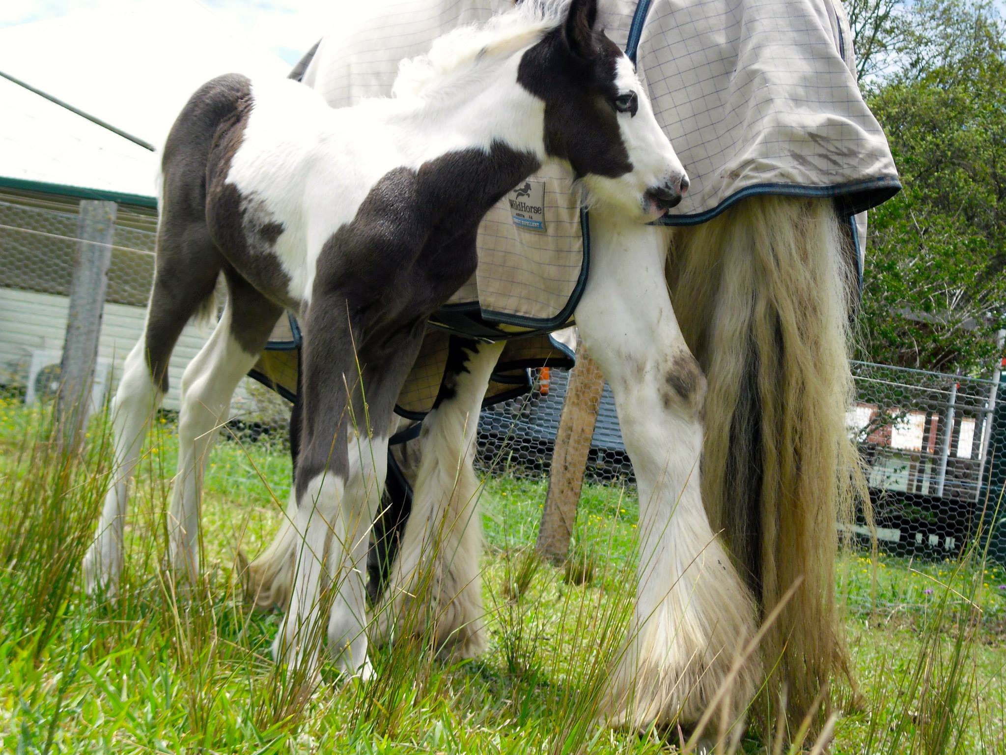 2013 foal by THE PAINTED WARRIOR & Gypsy Elites Amelia, owned by Homeleigh Gypsy Cobs