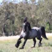 gypsy cob for sale, gypsy horse for sale, blue roan tobiano colt, gypsy vanner at High Street Gypsy Cobs Australia, heavy horse for sale, blue roan pinto, draft horse, foal, colt,