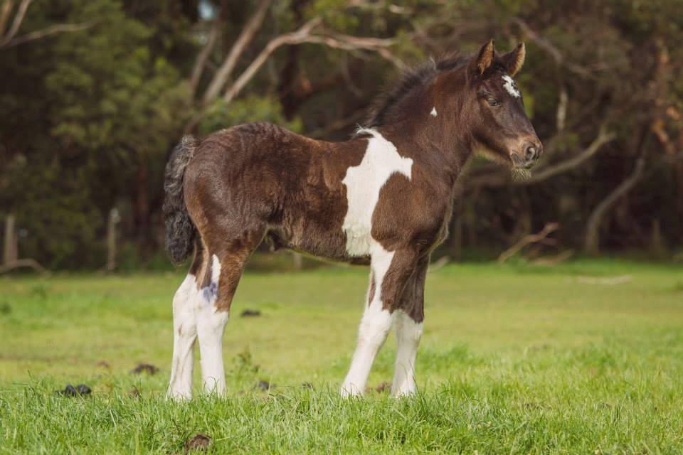 2013 foal by ITS BOESTER & Friesian WB mare Trina. Photo by Peninsula Pix