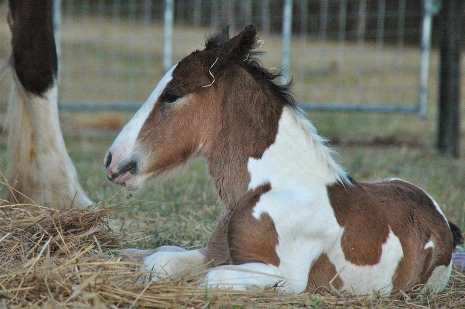 2013 Drum Colt foal by ITS BOESTER & Roberscon Isobel owned by Ardent.