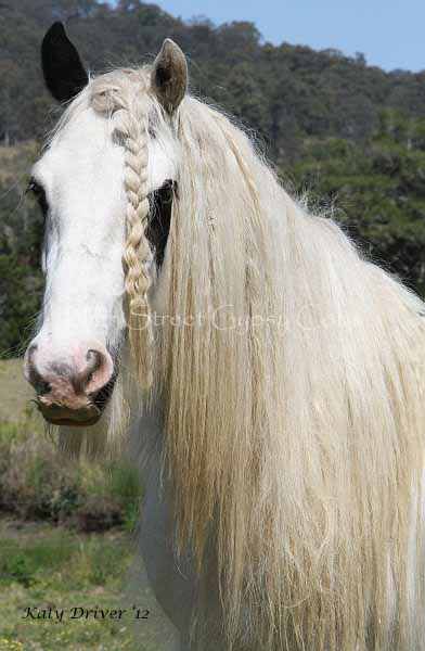 Odonata. Gypsy Cob mare at High Street Gypsy Cobs Australia.